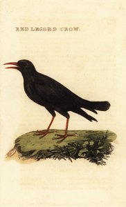 赤くちばしのニワトリ、Pyrrhocorax pyrrhocorax 作： British School