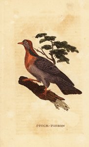 ストック鳩、Columba oenas