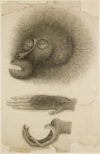 オランウータンの頭と手、1818～30年頃（紙に鉛筆と水彩） 作： British School