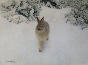 冬のうさぎ 作： Bruno Andreas Liljefors