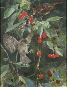 桜のスズメ、1885 作： Bruno Andreas Liljefors