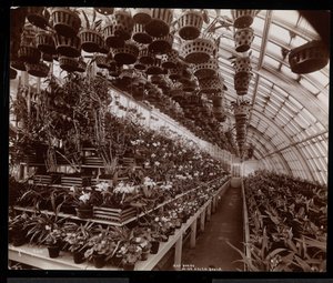 1894年、ニューヨークのタリータウンにあるヘレングールドの邸宅（後期のジェイグールド邸）にある温室の蘭（銀ゼラチンプリント） 作： Byron Company