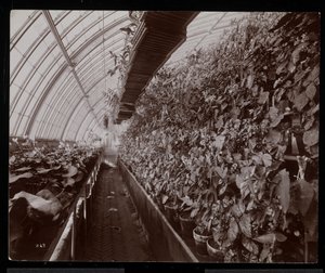 1894年、ニューヨークのタリータウンにあるヘレングールドの邸宅（後期のジェイグールド邸）にある温室の蘭（銀ゼラチンプリント） 作： Byron Company