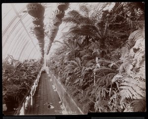 1894年、ニューヨーク州タリータウンのヘレングールド邸（ジェイグールド後期邸宅）の温室にある植物（銀ゼラチンプリント）