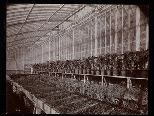 1894年、ニューヨーク州タリータウンのヘレングールド邸（ジェイグールド後期邸宅）の温室にある植物（銀ゼラチンプリント） 作： Byron Company