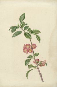 桜の開花枝