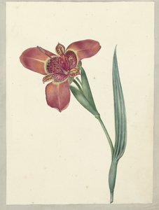 フェラリア ティグリナという名前の花 作： C.J. Kruimel