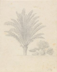 ヤシの木と葉のグループ 作： Christoffer Wilhelm Eckersberg
