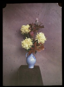 花瓶の花 (アスター) 作： C.W. Immink