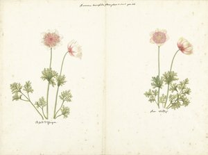 イソギンチャクの 2 つの研究 作： C. Baak