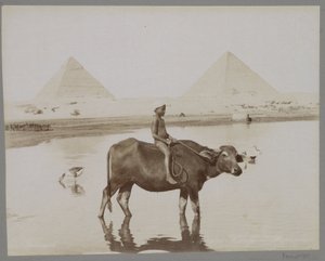 エジプトの背景に 2 つのピラミッドを持つバッファローの少年 Beufe et Pyramides (オブジェクトのタイトル) 作： C. and G. Zangaki