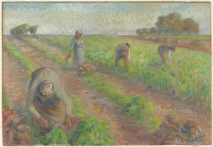 ビートハーベスト、1881年（リネンのグラファイトの上にガッシュ） 作： Camille Jacob Pissarro