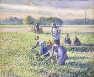 エンドウ豆の収穫、1887 作： Camille Jacob Pissarro