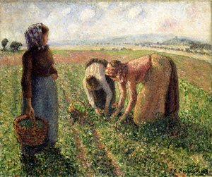 エンドウ収穫、エラニー、1893。 作： Camille Jacob Pissarro