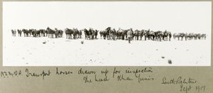 1917年9月にビーチで検査のために引き上げられたNZMFA輸送用馬