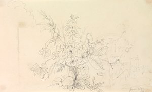 植物のスケッチと自然からの一里塚、1826 年 6 月 3 日 作： Capt. Thomas Hastings
