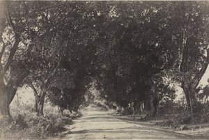 Banian Trees通り、セリンガム、インド、1858年。 作： Captain Linnaeus Tripe