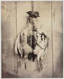 1861年頃のPartridges recto。 作： Captain N. Baily