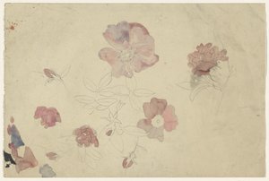 紫とピンクの花の研究