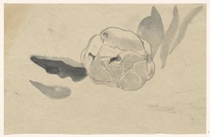 花の研究 作： Carel Adolph Lion Cachet