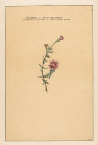 イチジク Ficoides seu Ficus aizoides (...) (オブジェクトのタイトル) 作： Carel Borchaert Voet