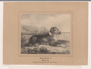 ドナウ川の犬 ドナウ。 Chien du Baron de Westreenen de Tiellandt (オブジェクトのタイトル) 作： Carel Christiaan Antony Last