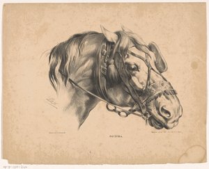 手綱付きの馬の頭 Pictura (オブジェクトのシリーズ タイトル)