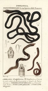 Bootlace ワーム、Lineus longissimus 1、Borlasia angliae 1、テングワーム、Cerebratulus bilineatus 2、Cerebratulus bilineatus 2、リボンワーム、Tubulanus polimorphus 3、Tubulanus elegans 4