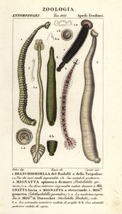 魚のヒルと淡水のヒル: Branchiobdellida 1、Pontobdella spinosa 2、Whitmania laevis 3、Hirudo vittata 4、Piscicola geometra 5、Ichthyobdella geometra 5、Geobdella trochetii 6