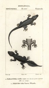 イエヤモリ Hemidactylus frenatus 1 とオオヤモリ Phyllurus platurus 2 作： Carini Carini