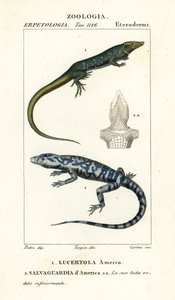 Jungle-runner、Ameiva ameiva、Lucertola ameiva 1 およびゴールデン テグ、Tupinambis teguixin、Safeguard of America 作： Carini Carini
