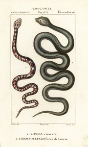 リングネックスピットコブラ、Hemachatus haemachatus 1、マルティニーク・ランスヘッド、Bothrops lanceolatus 2 作： Carini Carini