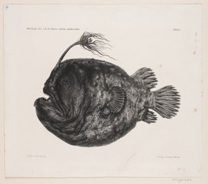 博物画 作： Carl Christian Larsen Cordts