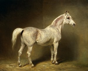 ヘルムートグラーフフォンモルトケの白いアラブの馬、「ベアトリス」、1855