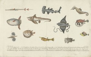 12種類の魚種 作： Carl Cristiaan Fuchs