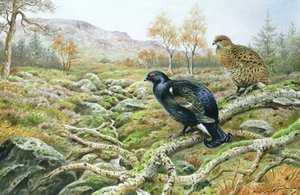 ムーアの黒ライチョウ 作： Carl Donner