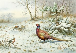 コックキジとチャットフィンチ 作： Carl Donner
