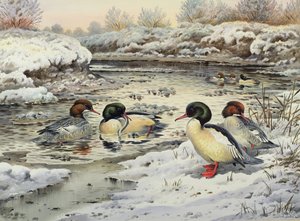 グーザンダー 作： Carl Donner