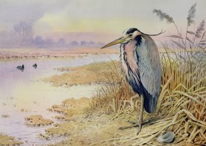 アオサギ 作： Carl Donner