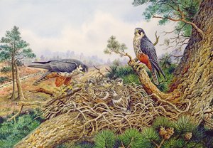巣での趣味 作： Carl Donner