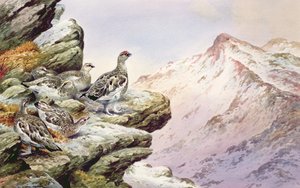 ハイトップのターミガン 作： Carl Donner