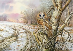 モリフクロウ 作： Carl Donner