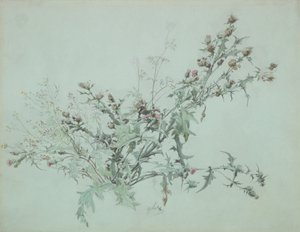 開花するアザミの研究、1846年。 作： Carl Georg Anton Graeb