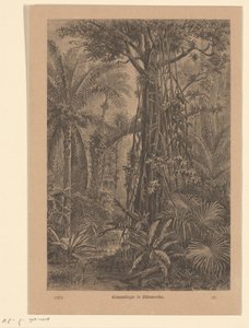 邪悪な顔 南アメリカの木のモズ (オブジェクトのタイトル) 作： Carl Gottlob Specht