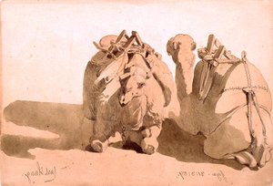 ラクダの研究 作： Carl Haag