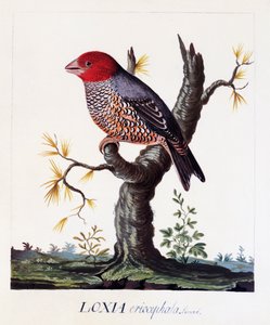ロキシア・エリスロセファラ（アマジナ・エリスロセファラ）、アカゲロコウ、水彩画 作： Carl Linnaeus