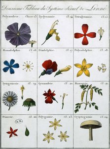 リンネ植物の性的システムの2番目の表