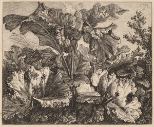 小さな植物の研究: ごぼう、左側の繊細な草の房 作： Carl Wilhelm Kolbe