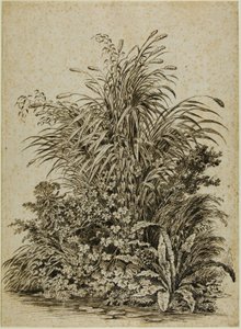 水辺の植物 作： カール・ヴィルヘルム・コルベ長老