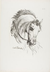 馬の頭部のディテール、3倍の大きさに拡大、ロイヤル・ガード、フサード、No.6 作： Carle Vernet